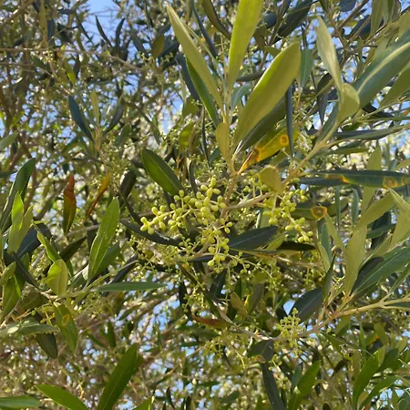 بيت للعطل Spiros Place Corfu آغيوس ستيفانوس